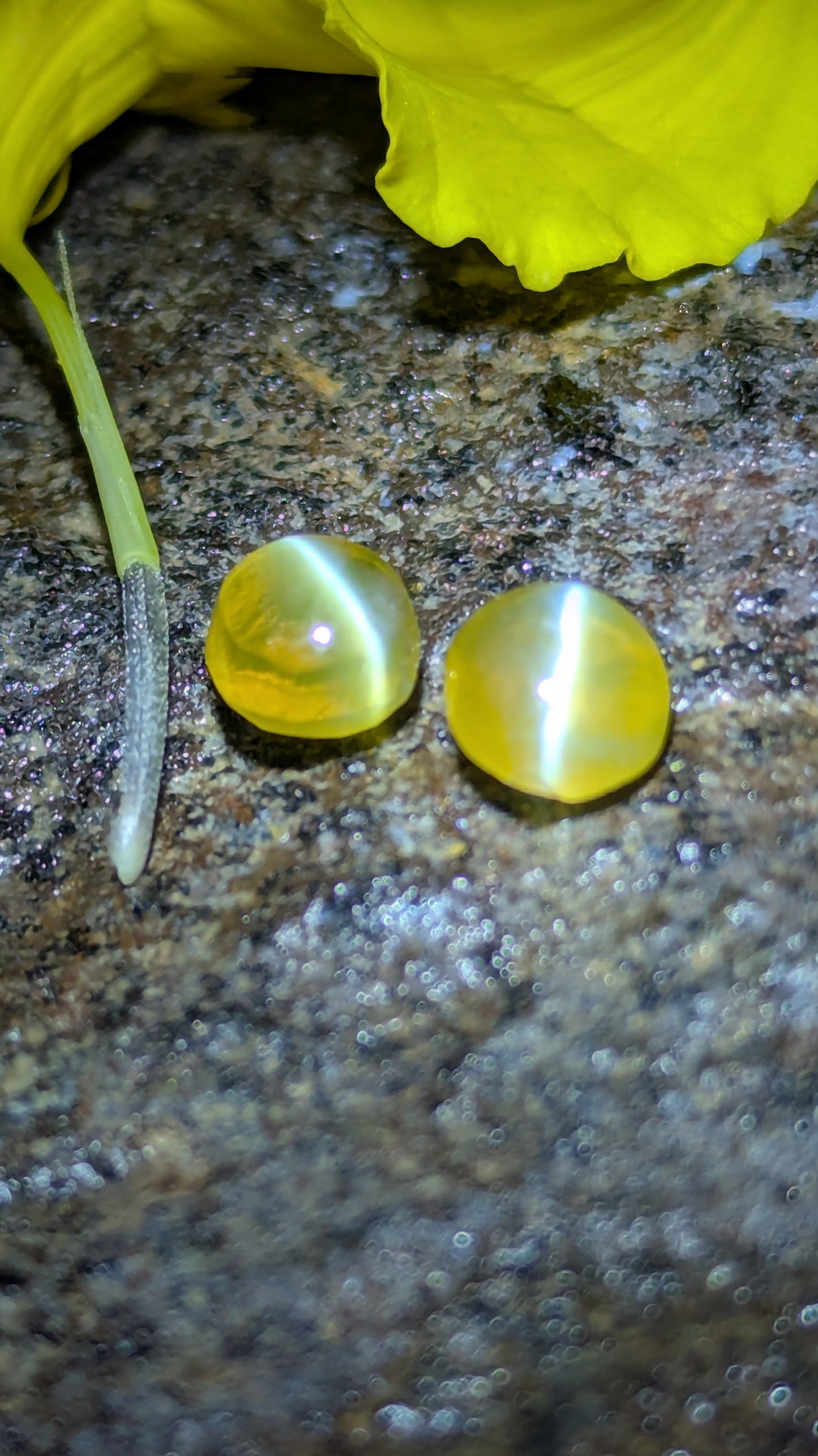 Natural Chrysoberyl Cat's Eye Pair – 1.80 Ct Total Weight | Unheated & Untreated | Sri Lanka
