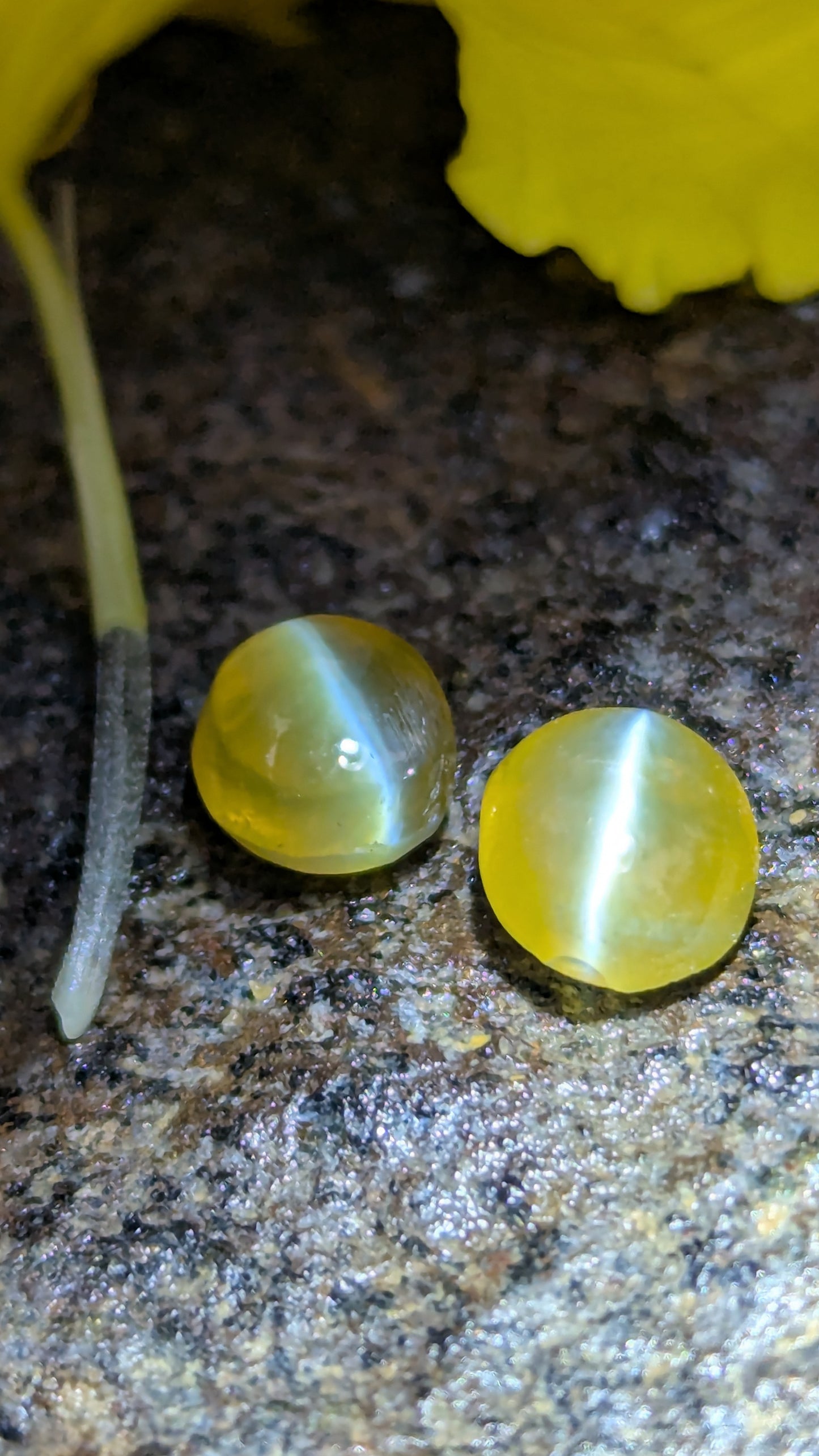 Natural Chrysoberyl Cat's Eye Pair – 1.80 Ct Total Weight | Unheated & Untreated | Sri Lanka