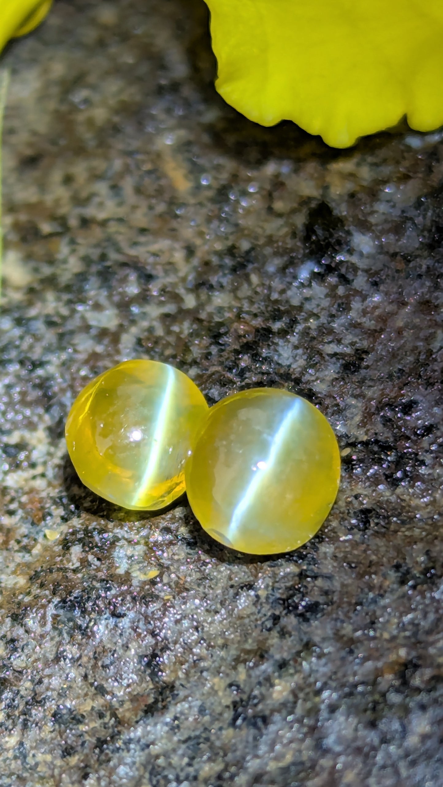 Natural Chrysoberyl Cat's Eye Pair – 1.80 Ct Total Weight | Unheated & Untreated | Sri Lanka