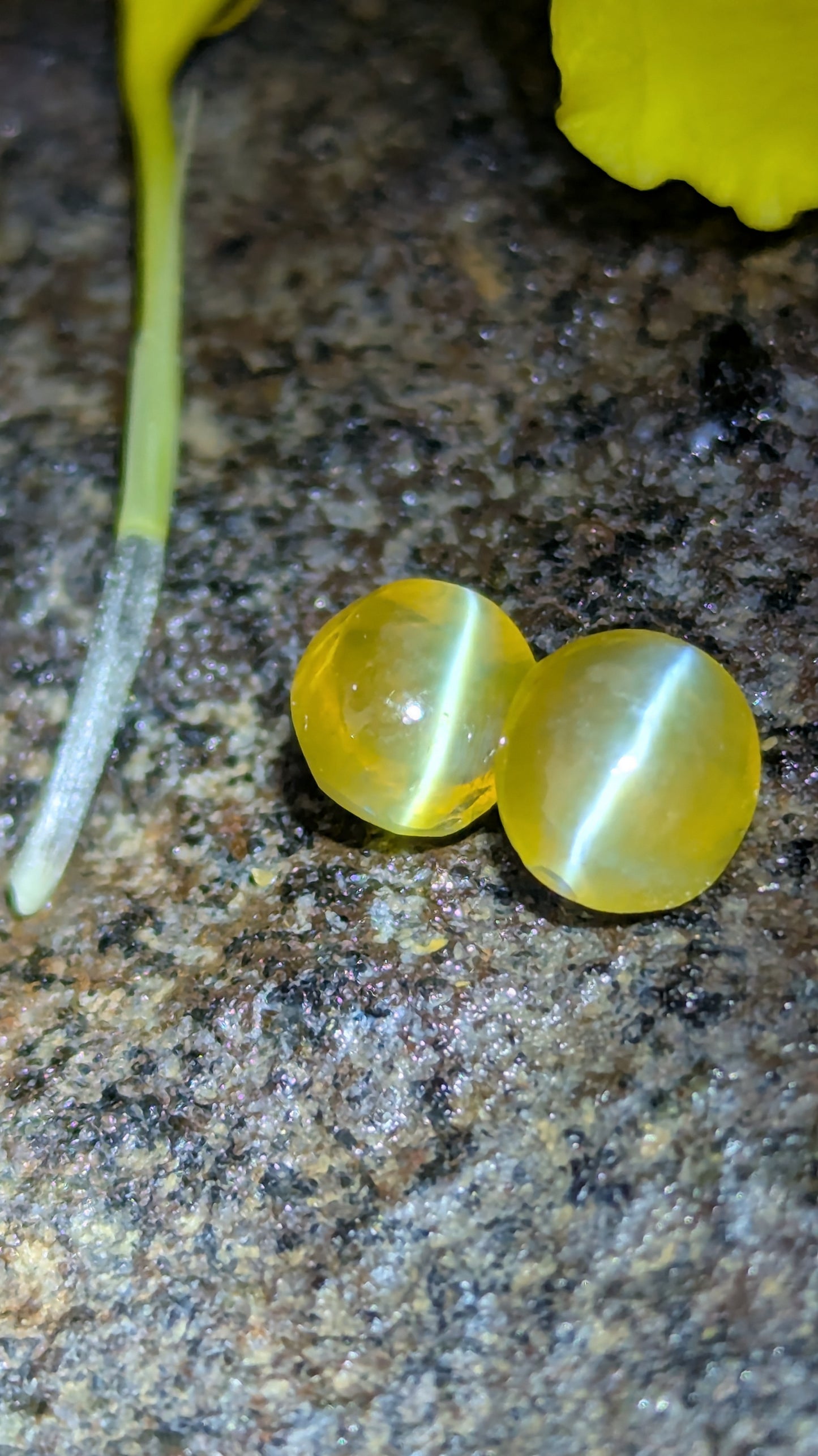 Natural Chrysoberyl Cat's Eye Pair – 1.80 Ct Total Weight | Unheated & Untreated | Sri Lanka